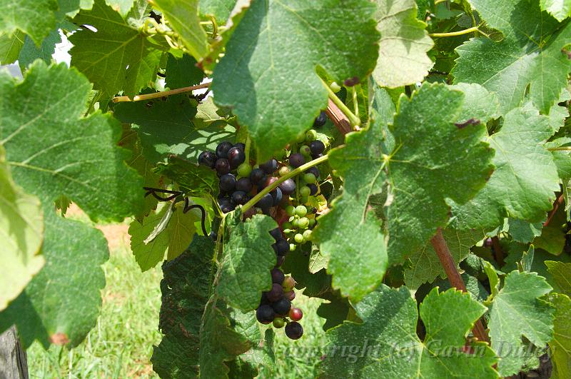 Tyrrell's Vineyard, near Pokolbin IMGP4966.jpg